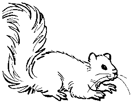 squirrel